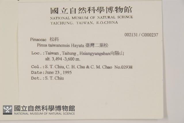 臺灣二葉松藏品圖，第2張