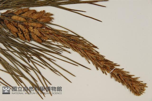 油松藏品圖，第3張