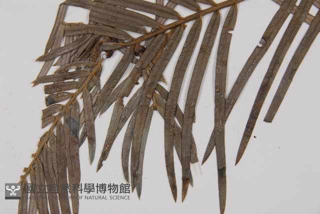 三尖杉藏品圖，第3張