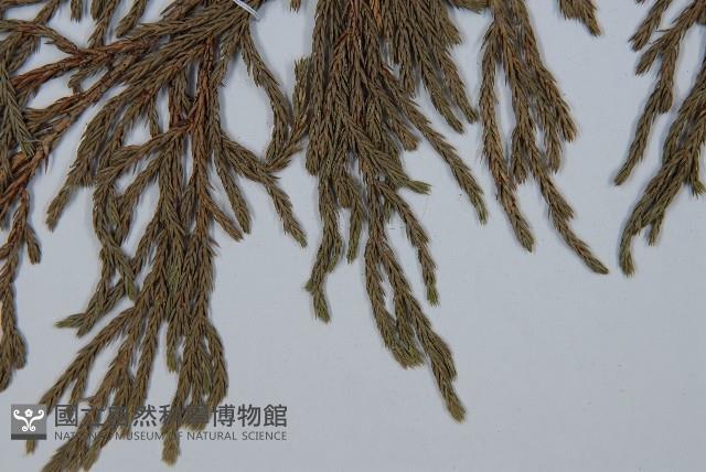 垂枝香柏藏品圖，第3張