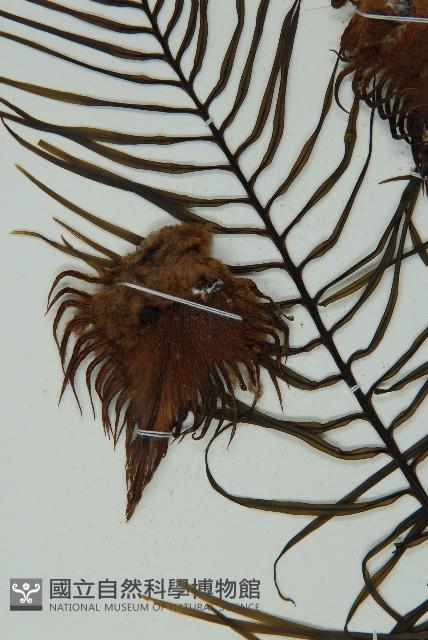 登錄號:G000976藏品圖，第13張