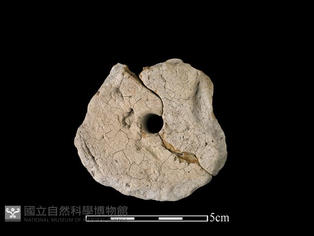 紡輪藏品圖，第2張