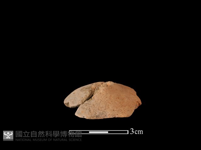 紡輪藏品圖，第2張