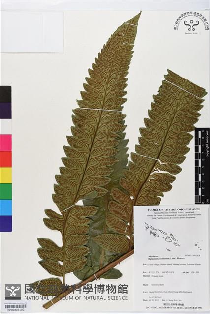 多生菜蕨藏品圖，第2張