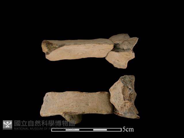 連杯形器藏品圖，第2張