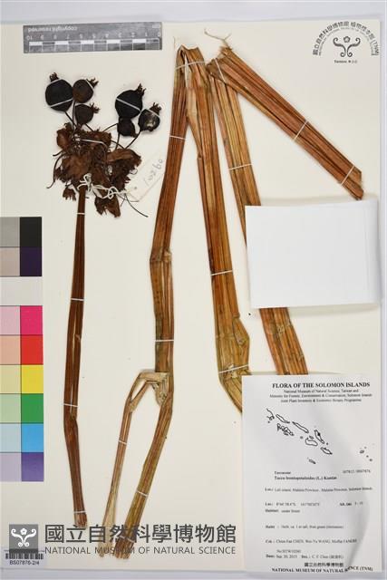 蒟蒻薯藏品圖，第2張