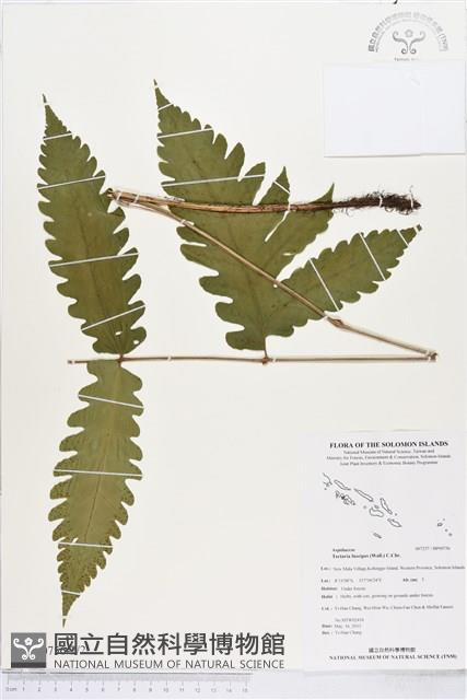 屏東三叉蕨藏品圖，第2張