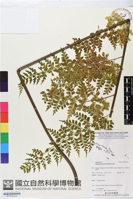 大羽鐵角蕨藏品圖，第2張