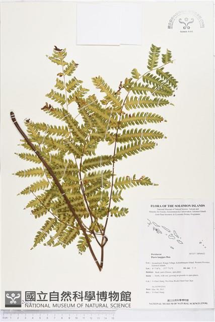 蓬萊鳳尾蕨藏品圖，第2張