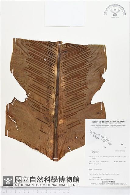 登錄號:BP01842藏品圖，第2張