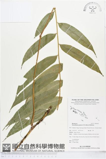 登錄號:BP00642藏品圖，第2張