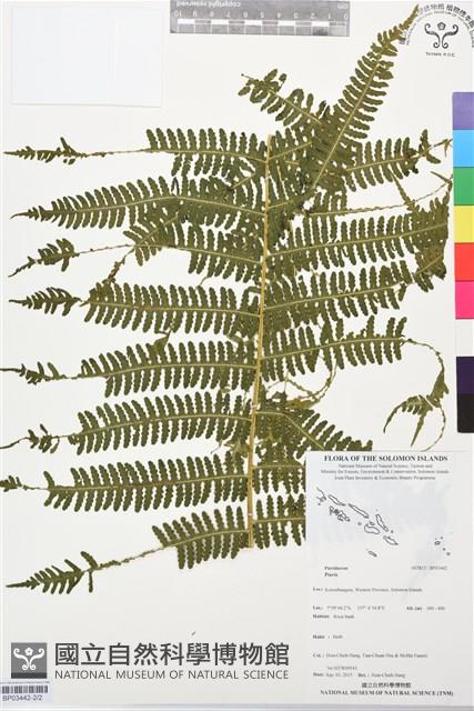 登錄號:BP03442藏品圖，第2張