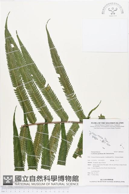 小密腺小毛蕨藏品圖，第2張