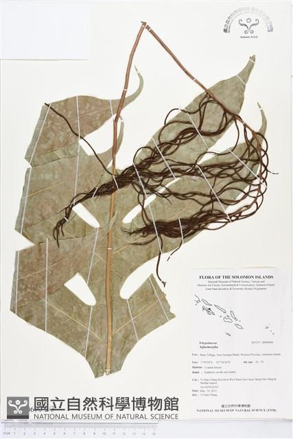 登錄號:BP00690藏品圖，第2張