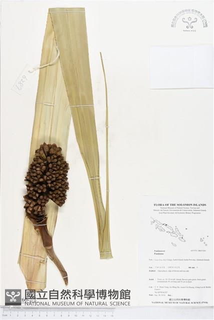 登錄號:BS05260藏品圖，第2張