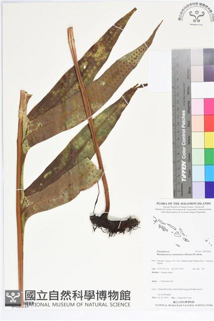 登錄號:BP02540藏品圖，第2張