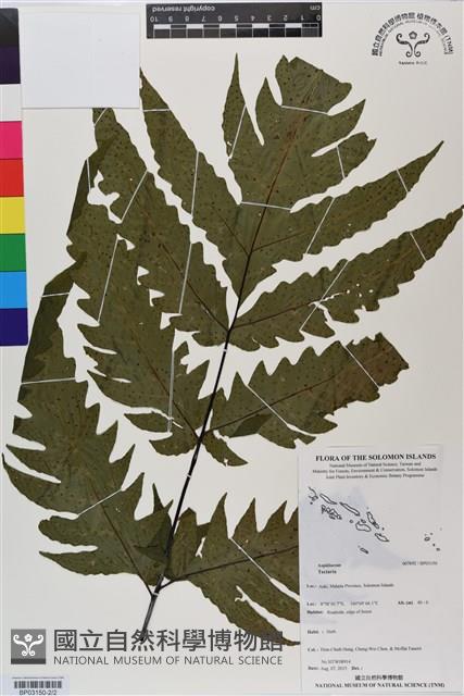 登錄號:BP03150藏品圖，第2張