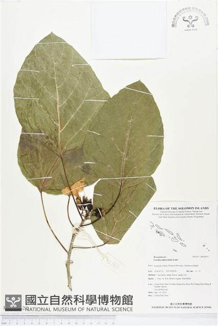 橙花破布子藏品圖，第2張