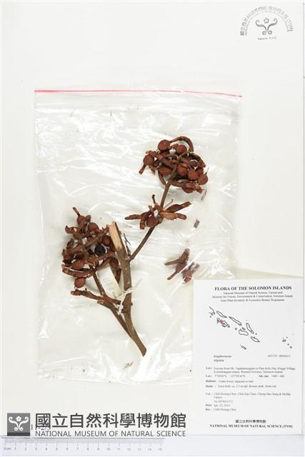 登錄號:BS02611藏品圖，第2張