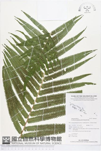 小密腺小毛蕨藏品圖，第2張