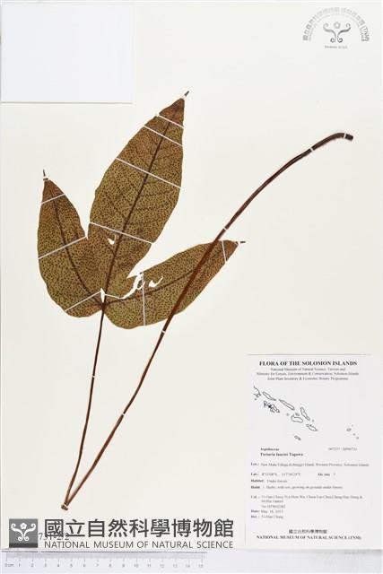 傅氏三叉蕨藏品圖，第2張