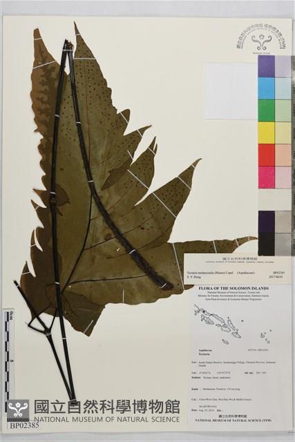 登錄號:BP02385藏品圖，第2張