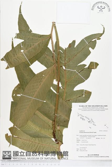 翅柄三叉蕨藏品圖，第2張