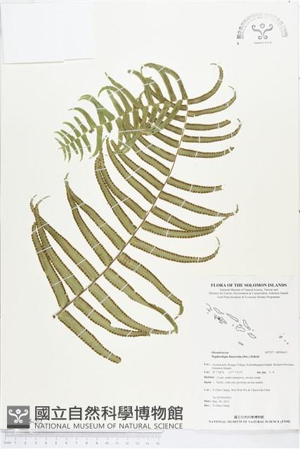 長葉腎蕨藏品圖，第2張