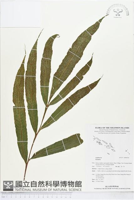 登錄號:BP00705藏品圖，第2張