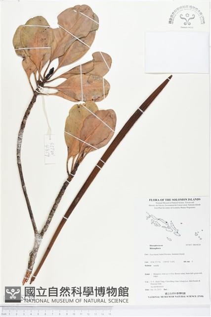 登錄號:BS04024藏品圖，第2張