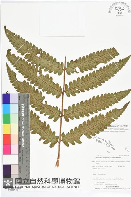 登錄號:BP02524藏品圖，第2張