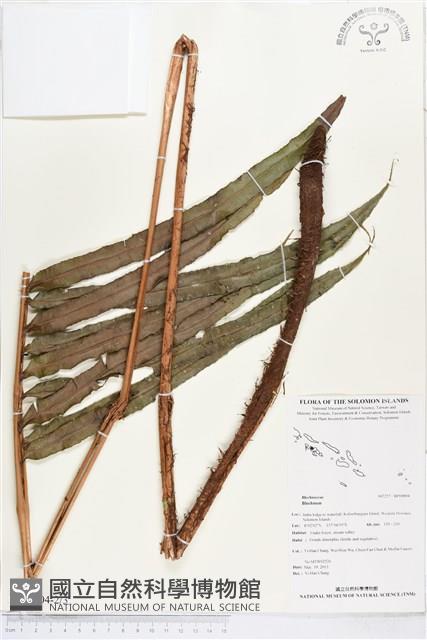 登錄號:BP00804藏品圖，第2張