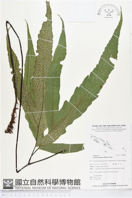 登錄號:BP00604藏品圖，第2張