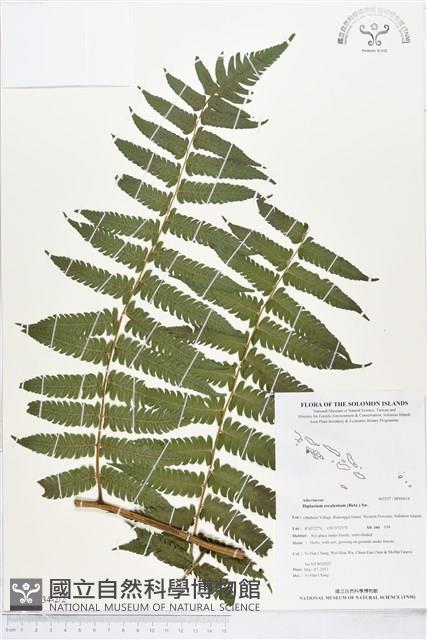 過溝菜蕨藏品圖，第2張