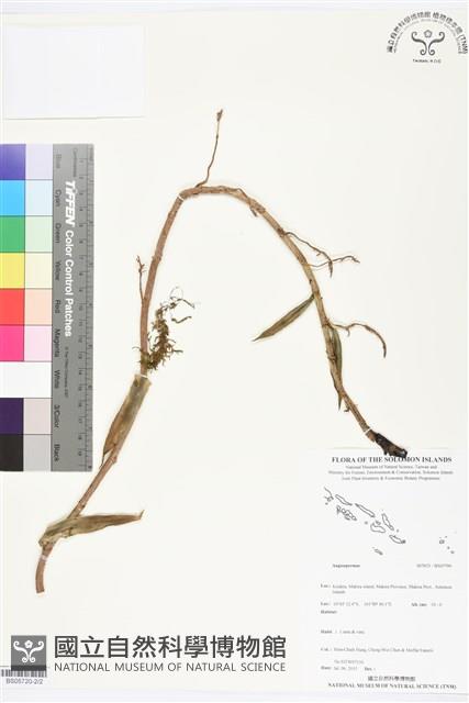 登錄號:BS05799藏品圖，第2張