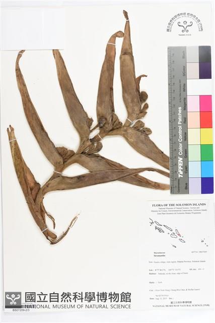 登錄號:BS07209藏品圖，第2張