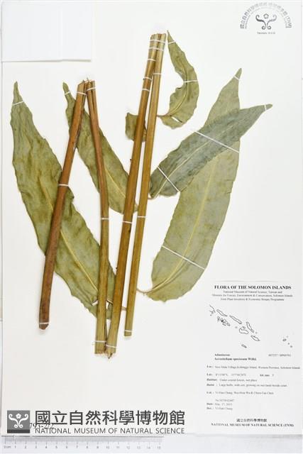 登錄號:BP00793藏品圖，第2張