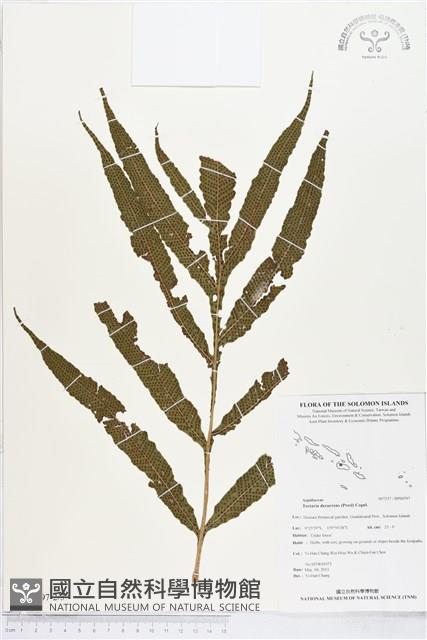 翅柄三叉蕨藏品圖，第2張