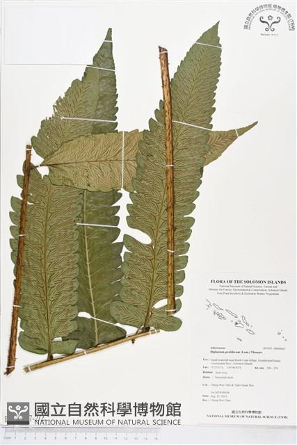 多生菜蕨藏品圖，第2張