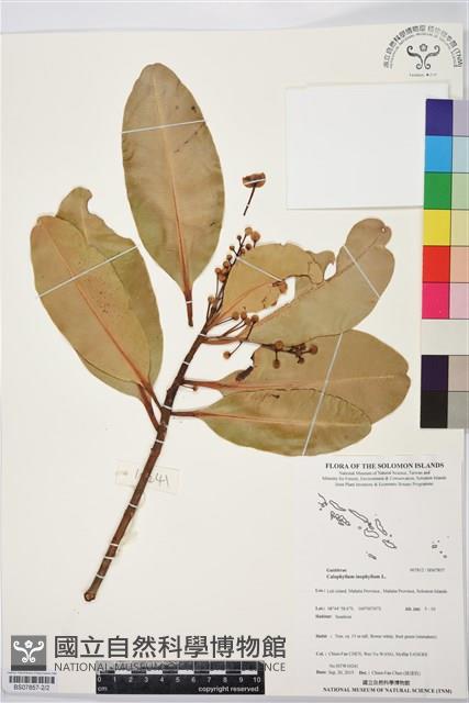 瓊崖海棠、胡桐藏品圖，第2張