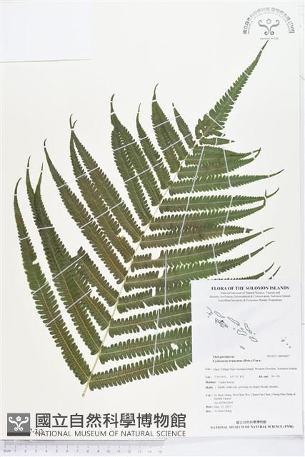 大葉毛蕨藏品圖，第2張