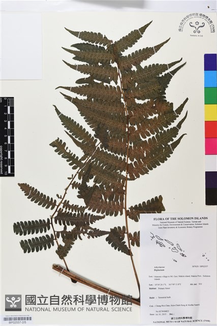 登錄號:BP02557藏品圖，第2張