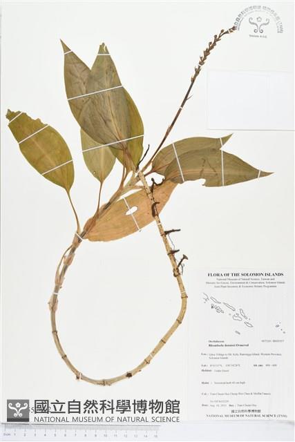 Accession Number:BS03557 Collection Image, Figure 2, Total 2 Figures