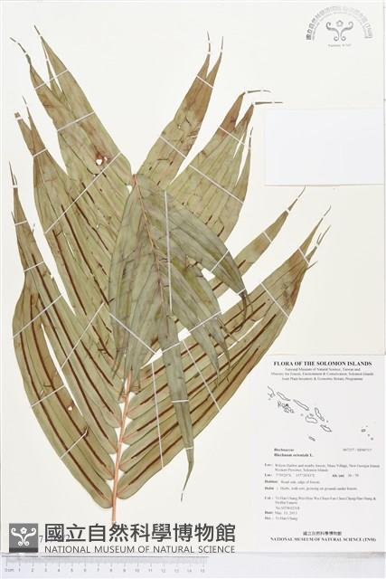 烏毛蕨藏品圖，第2張