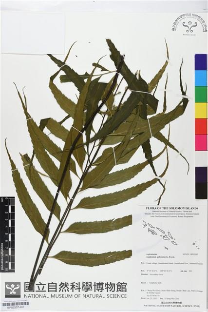 革葉鐵角蕨藏品圖，第2張