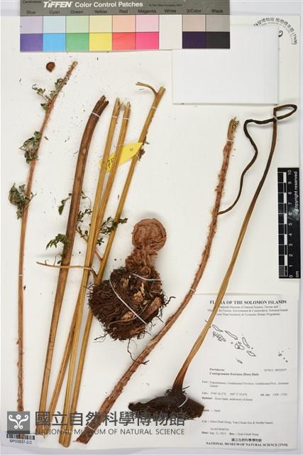 登錄號:BP03537藏品圖，第2張