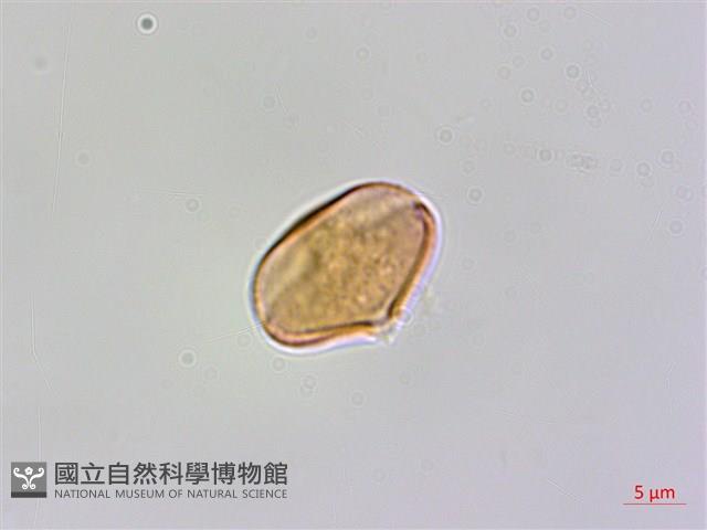 登錄號:BS06296藏品圖，第2張