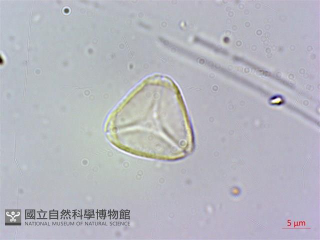 小葉赤楠藏品圖，第2張