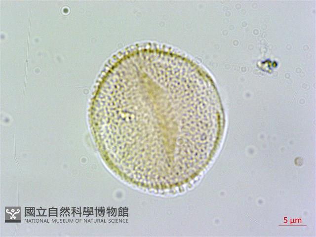 呂宋莢迷藏品圖，第2張