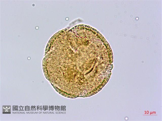 皮孫木藏品圖，第2張